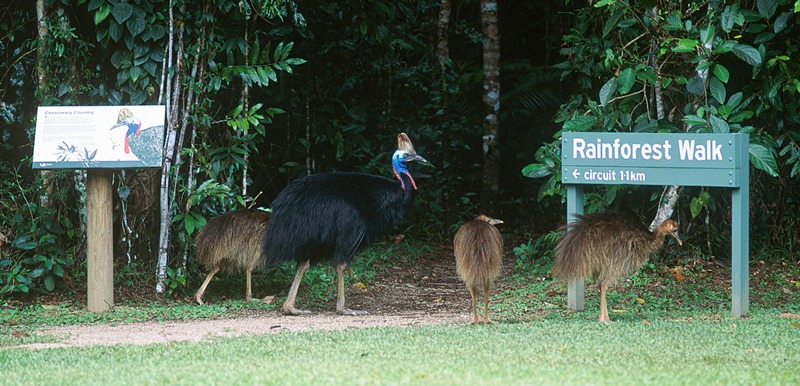 male cassowary with juveniles c wtma